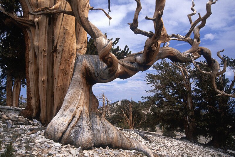 Twisted Bristlecone Pine