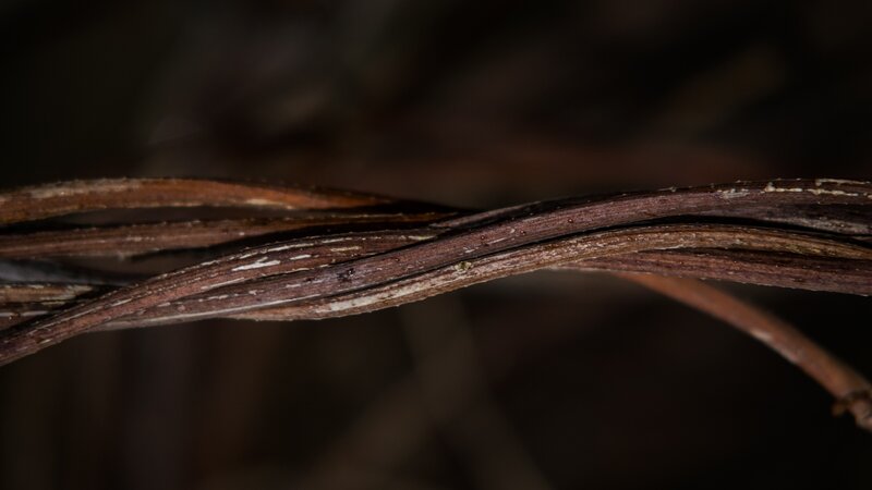 Twisted Brown Vines