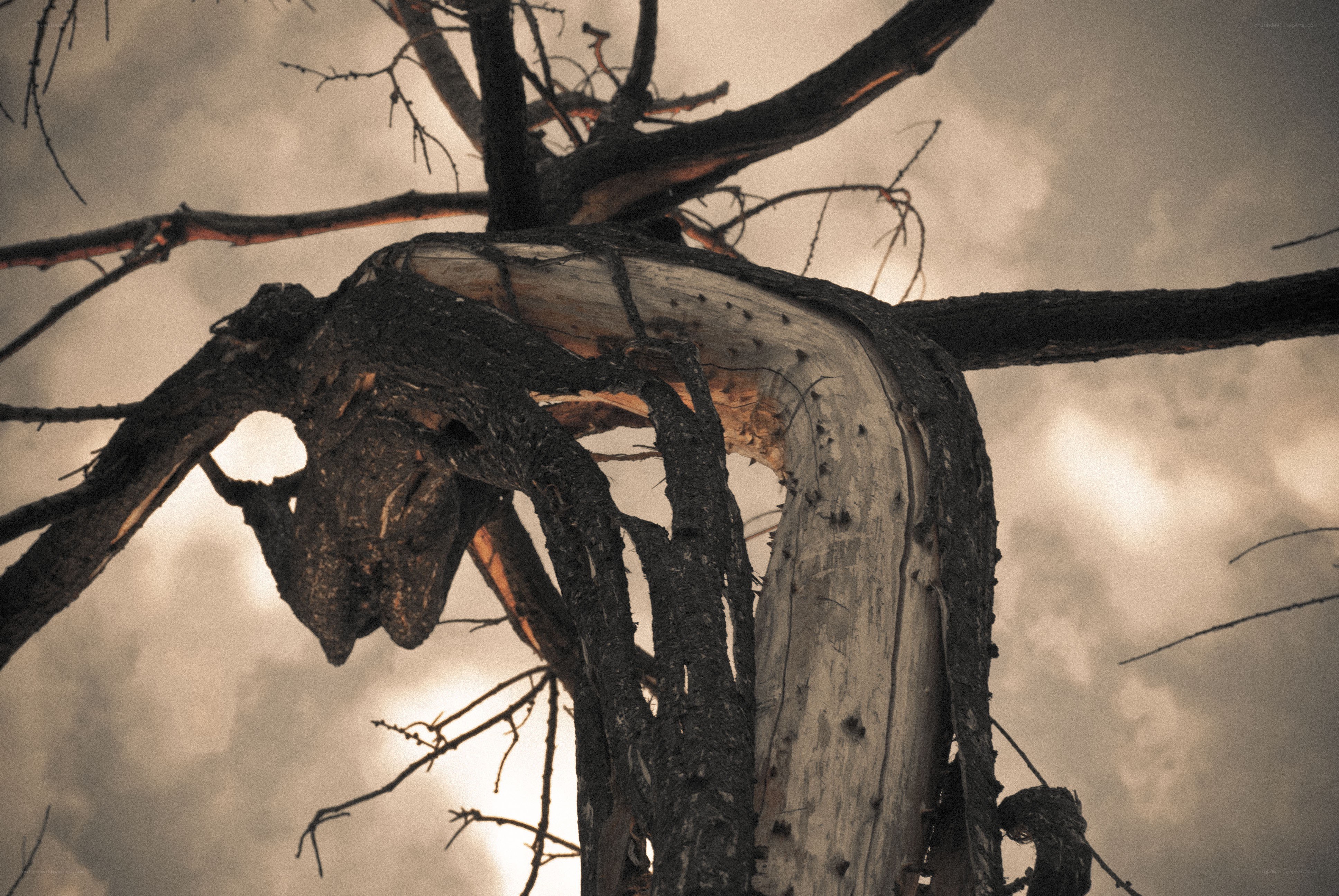 Twisted dead tree against cloudy sky