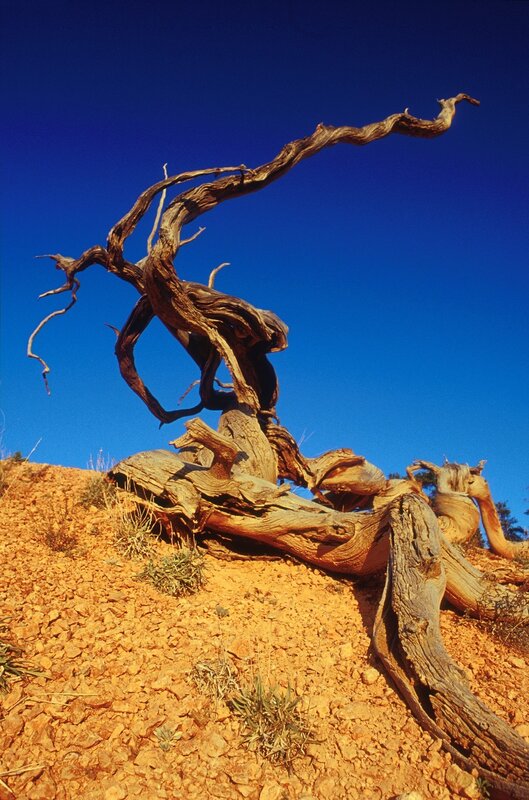 Twisted Dead Tree — Blue, Dramatic, Afternoon