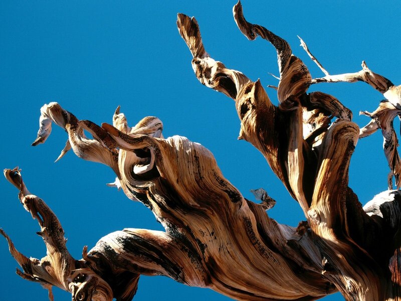 Twisted Dead Tree — Blue, Dramatic
