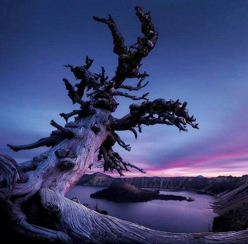 Twisted Dead Tree