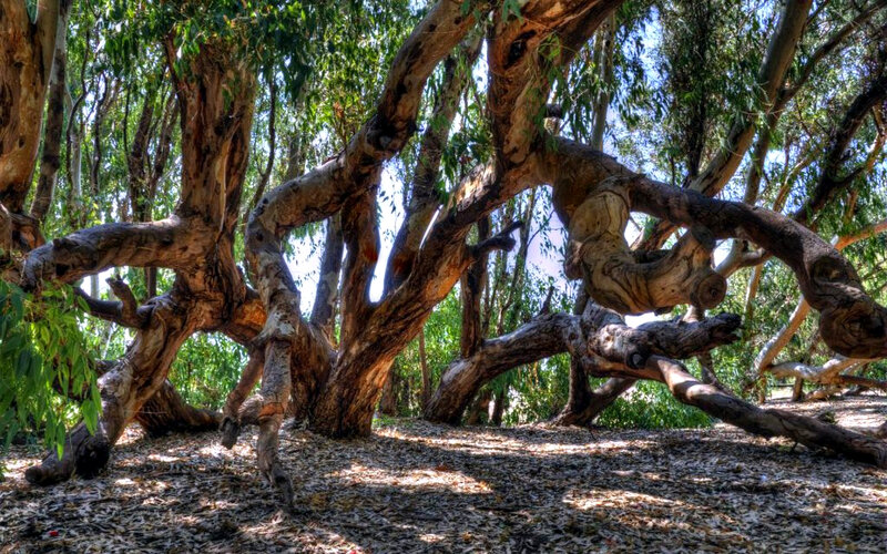 Twisted Eucalyptus Tree