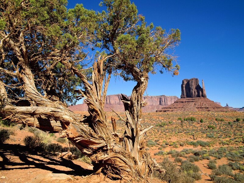 Twisted Juniper Tree — Brown, Arid