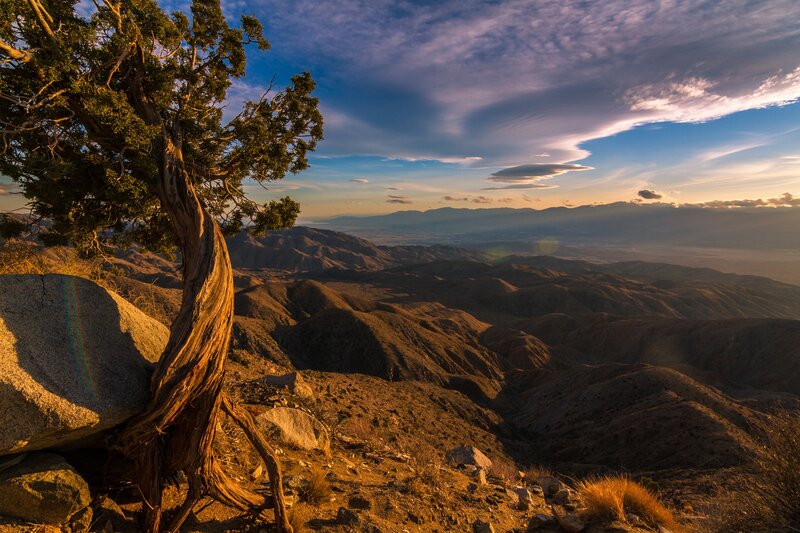 Twisted Juniper Tree — Brown, Dramatic