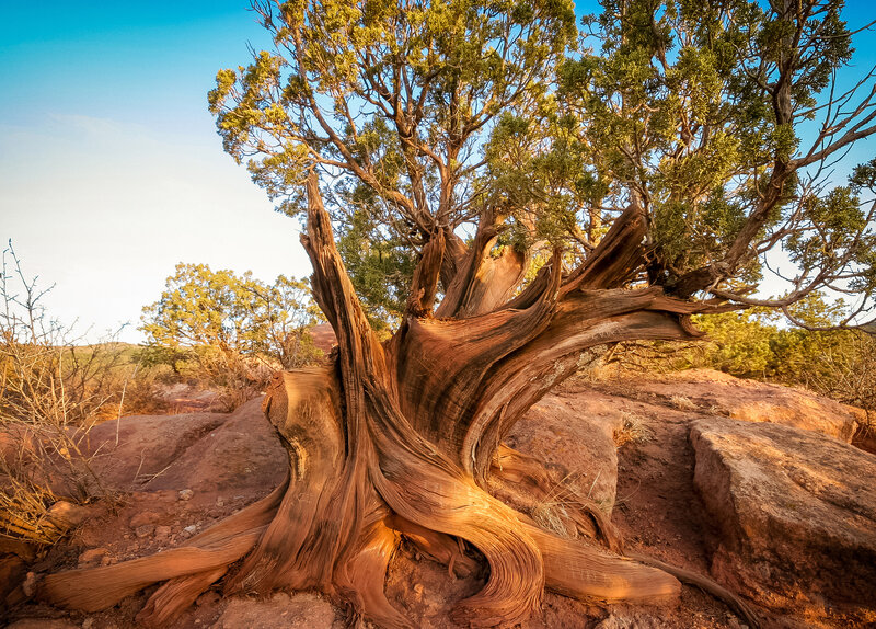 Twisted Juniper Tree — Brown