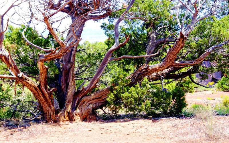 Twisted juniper tree in desert