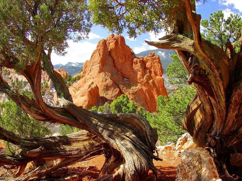 Twisted Juniper Tree