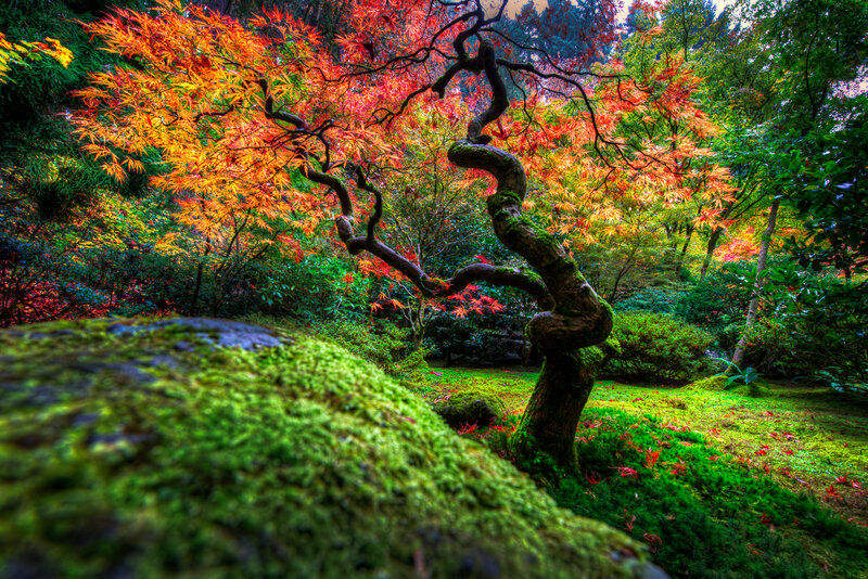 Twisted Maple Tree — Green