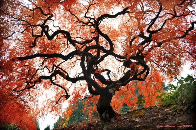 Twisted Maple Tree