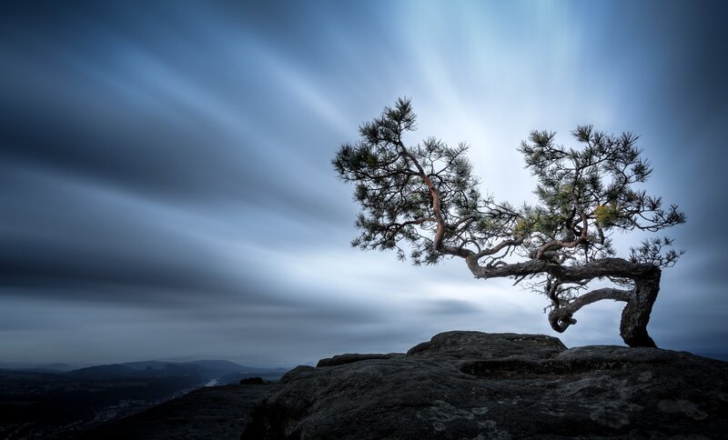 Twisted Pine Tree — Blue