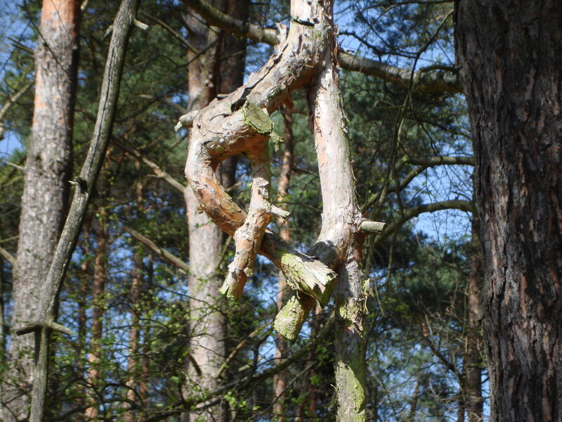 Twisted Pine Tree Branch