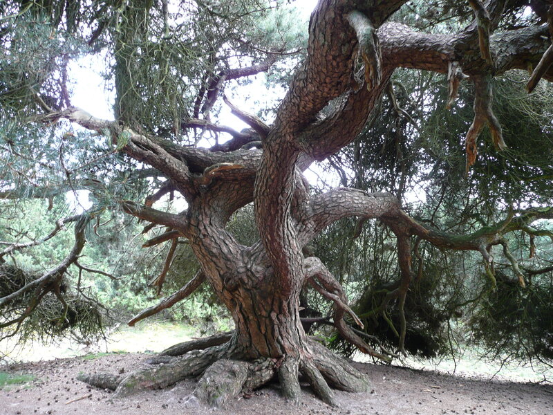 Twisted Pine Tree — Brown