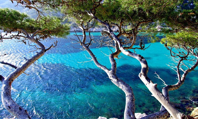 Twisted Pine Tree over Sea