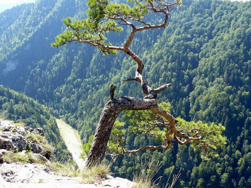 Twisted Pine Tree