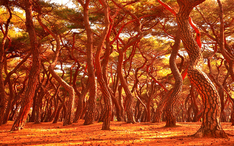 Twisted Pine Trees
