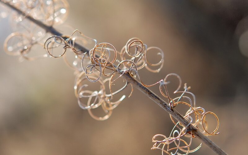 Twisted Plant Tendrils — Brown