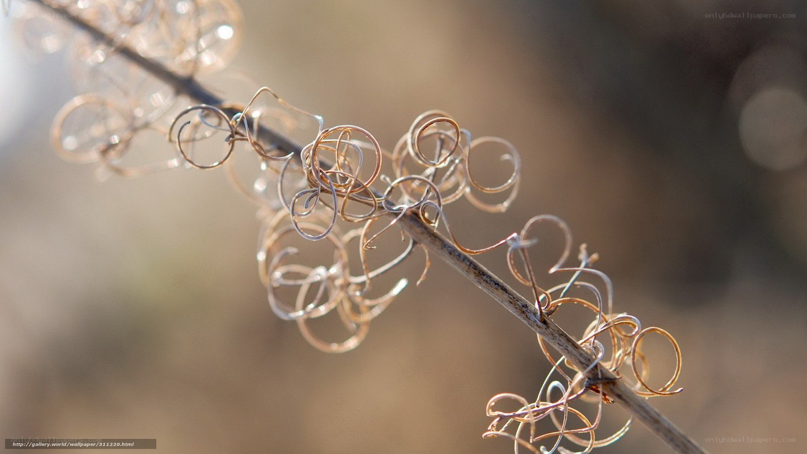 Twisted plant tendrils in sunlight