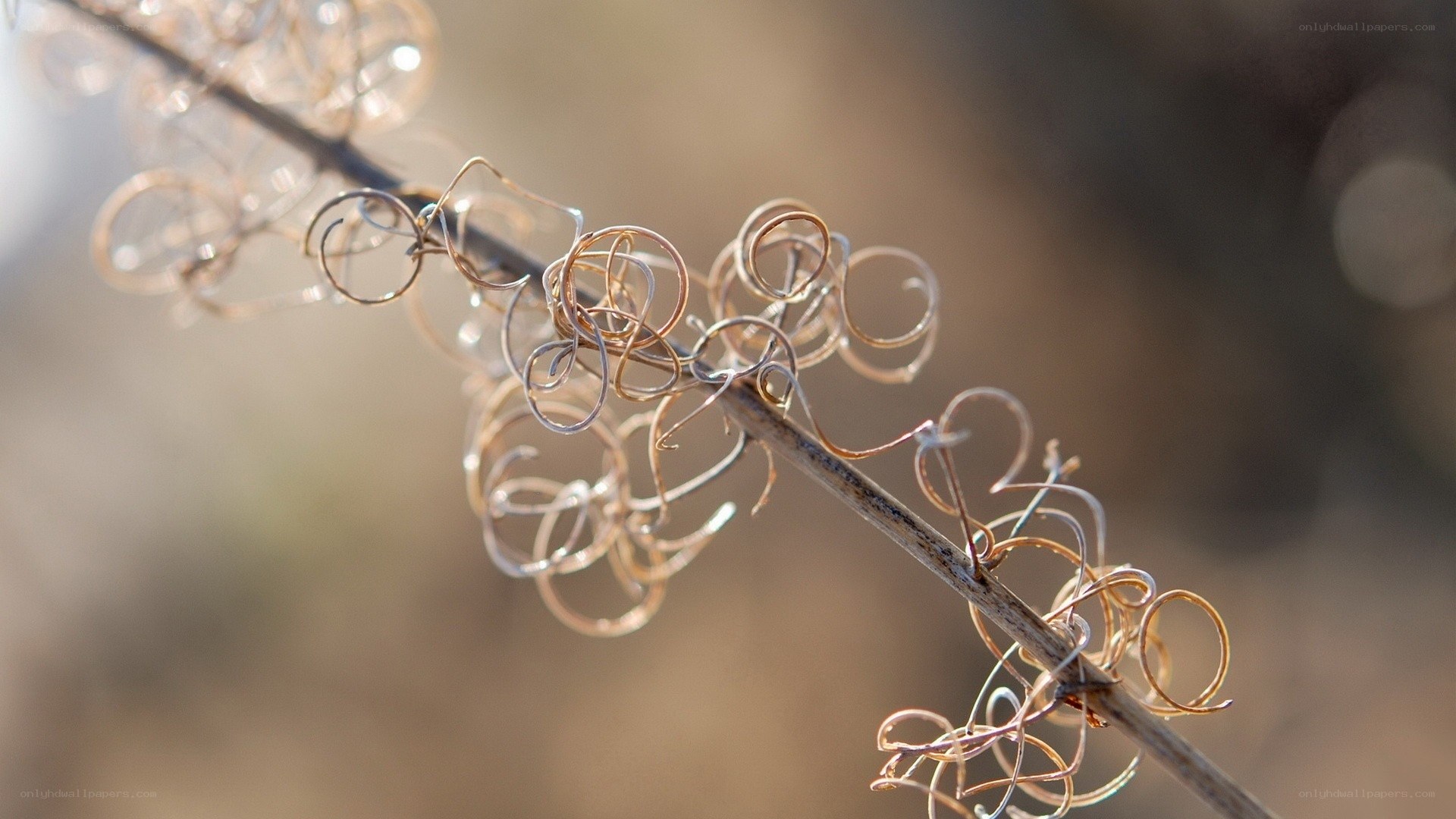 Twisted plant tendrils in sunlight