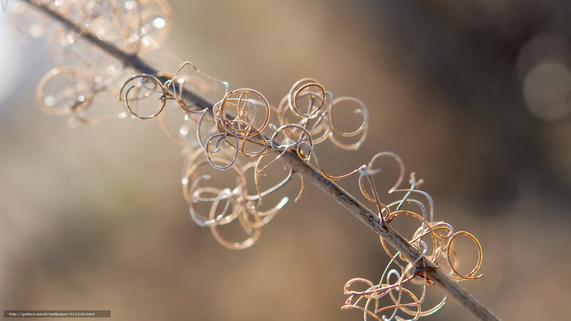 Twisted Plant Tendrils