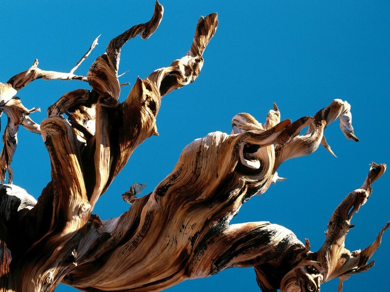 Twisted tree against blue sky
