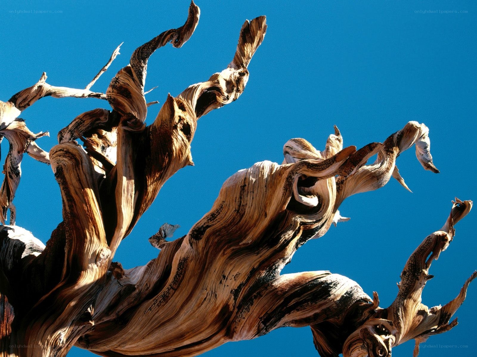 Twisted tree against blue sky