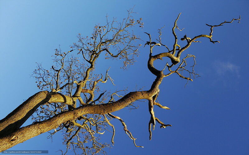 Twisted tree against blue sky