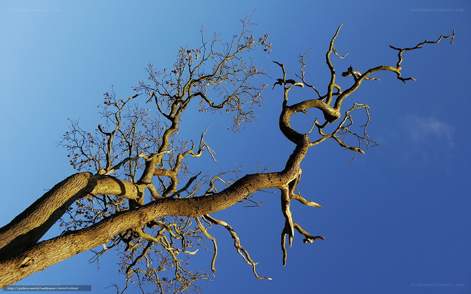 Twisted tree against blue sky