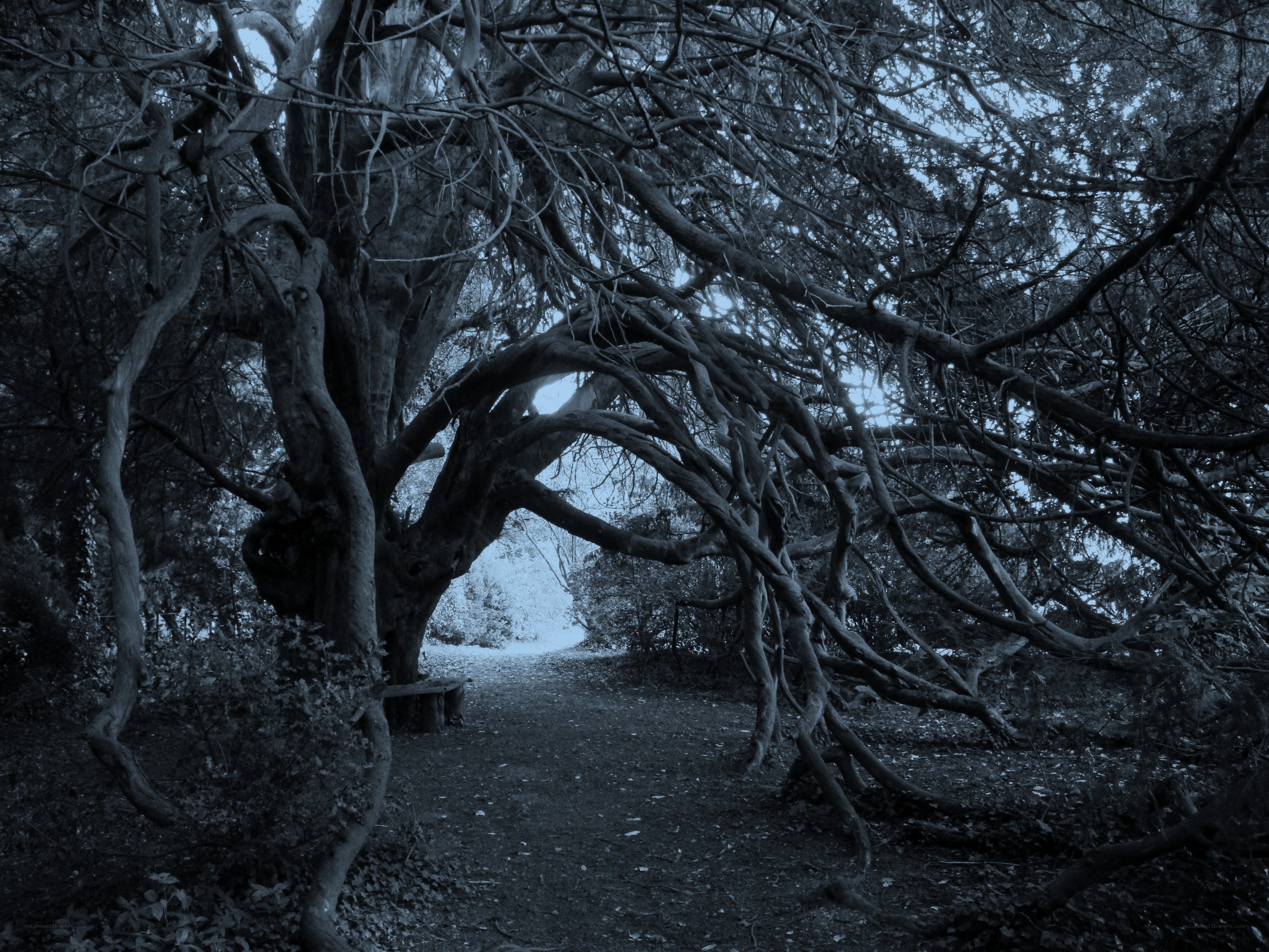 Twisted tree archway in forest