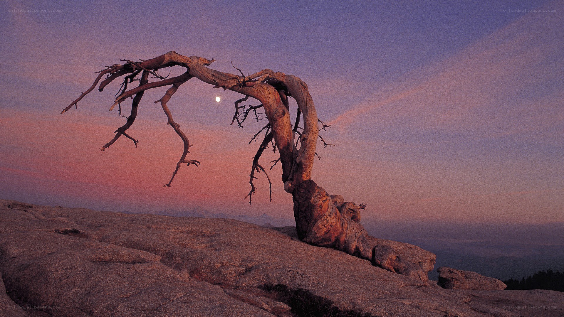 Twisted tree at sunset
