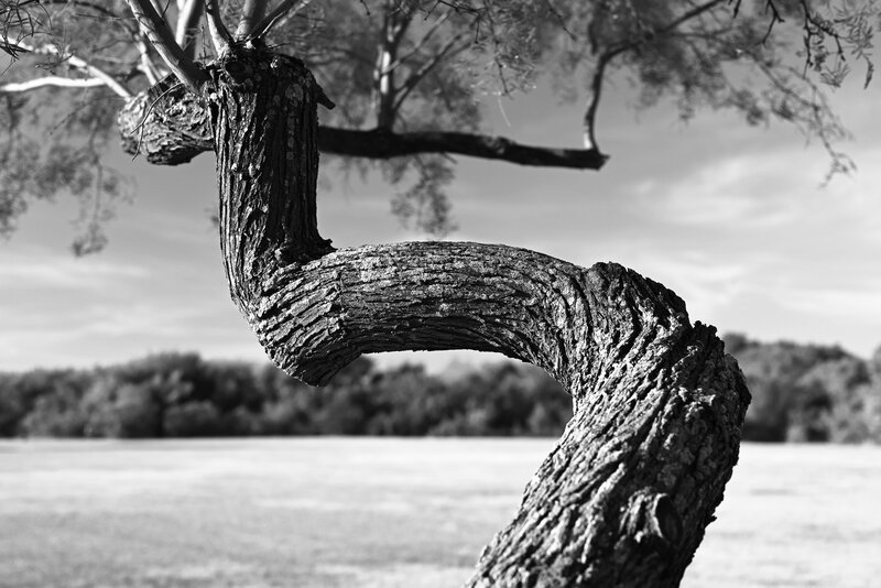 Twisted Tree Branch — Black