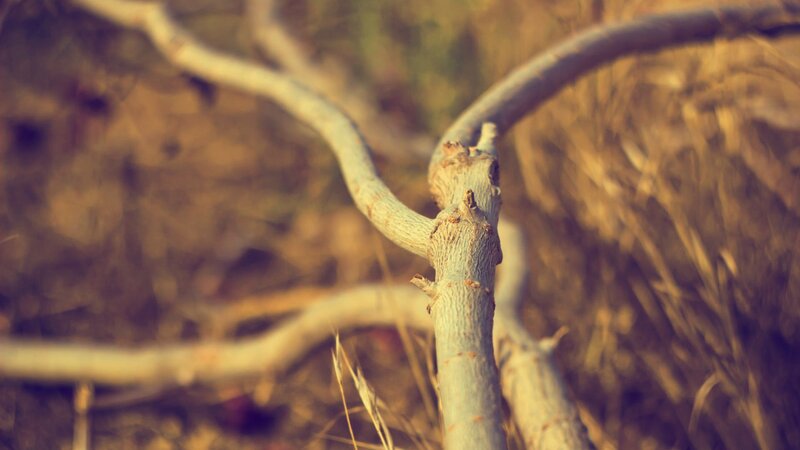 twisted tree branch in sunlight