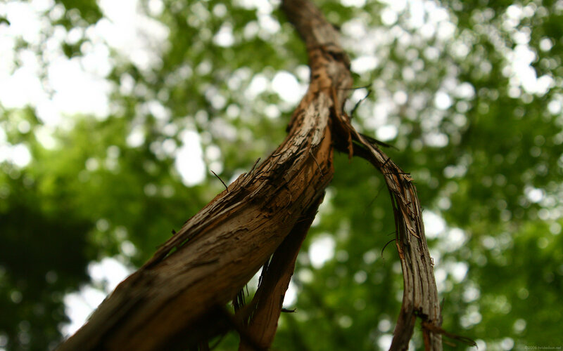 Twisted tree branch