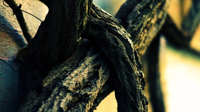 twisted tree branches