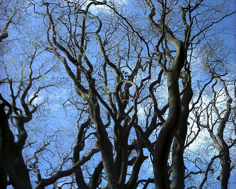 Twisted tree branches against blue sky