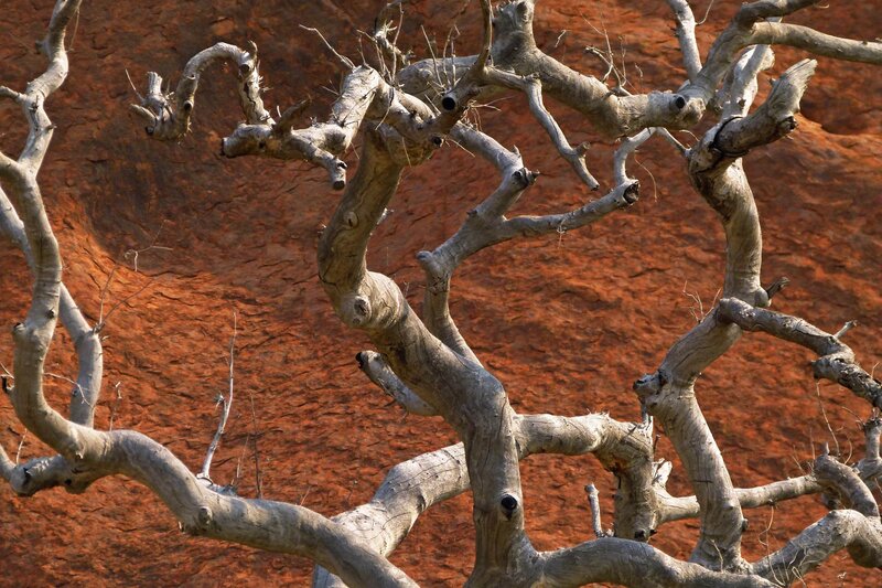 Twisted tree branches against red rock