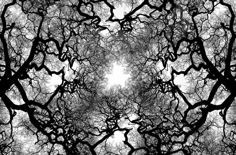 Twisted Tree Branches — Black