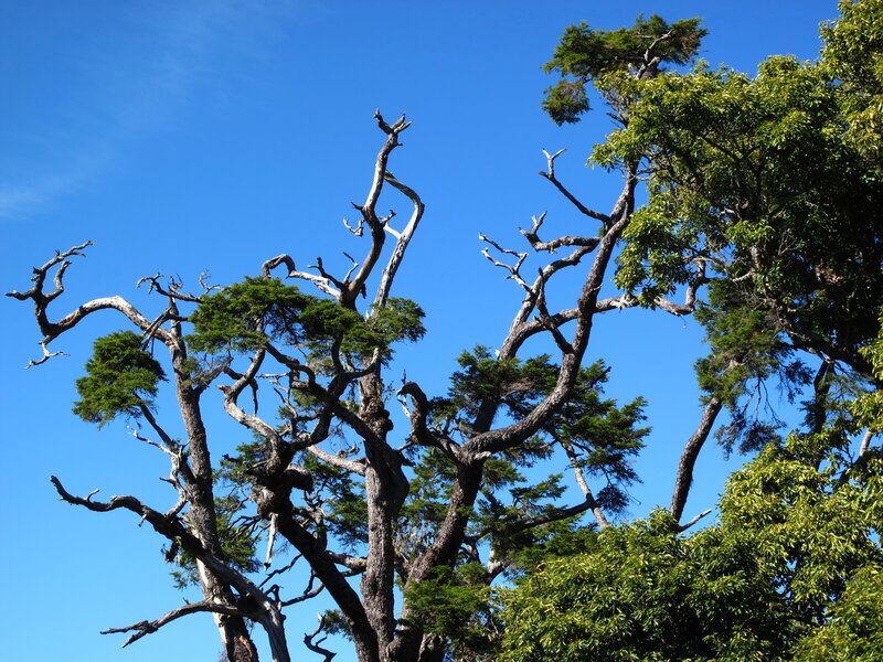 Twisted Tree Branches — Blue, Serene