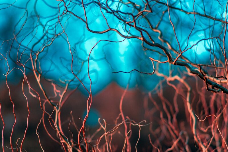 Twisted Tree Branches — Blue