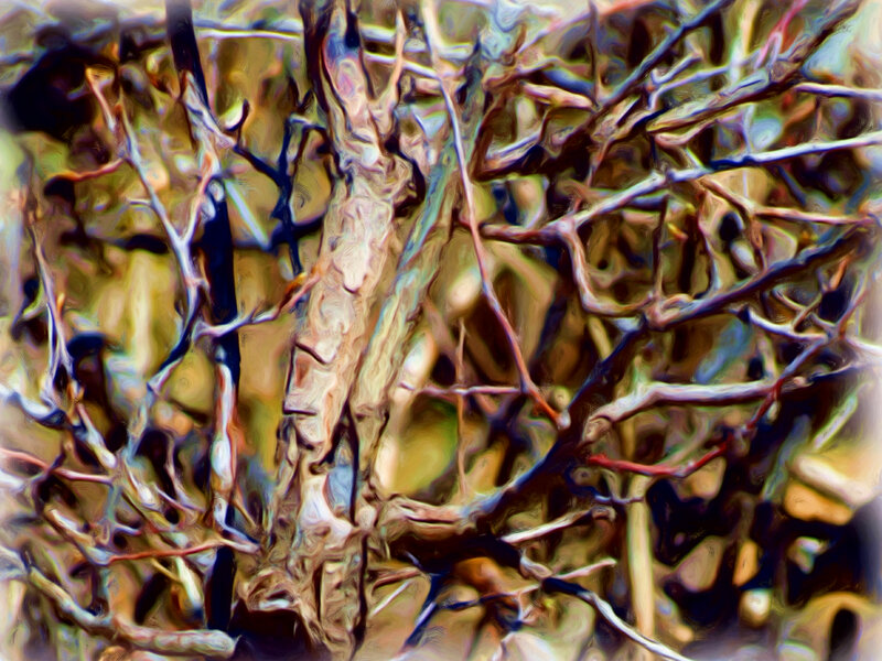Twisted Tree Branches — Brown, Chaotic