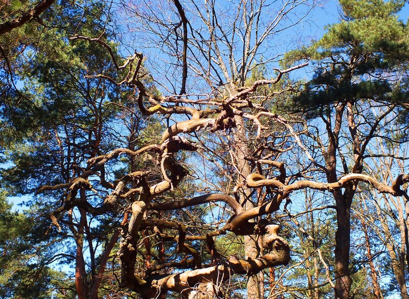 Twisted Tree Branches — Brown, Natural, Afternoon
