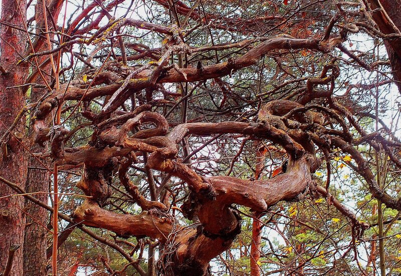 Twisted Tree Branches — Brown, Natural, Autumn