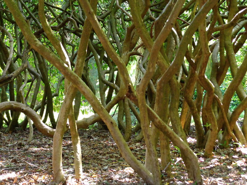 Twisted Tree Branches — Brown, Natural