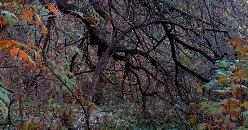 Twisted Tree Branches — Brown