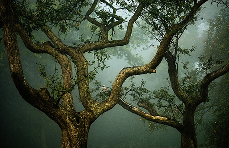 Twisted Tree Branches — Green, Misty