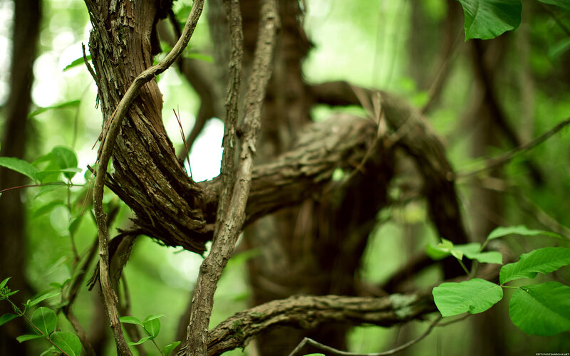Twisted Tree Branches — Green, Natural, Afternoon, Photograph