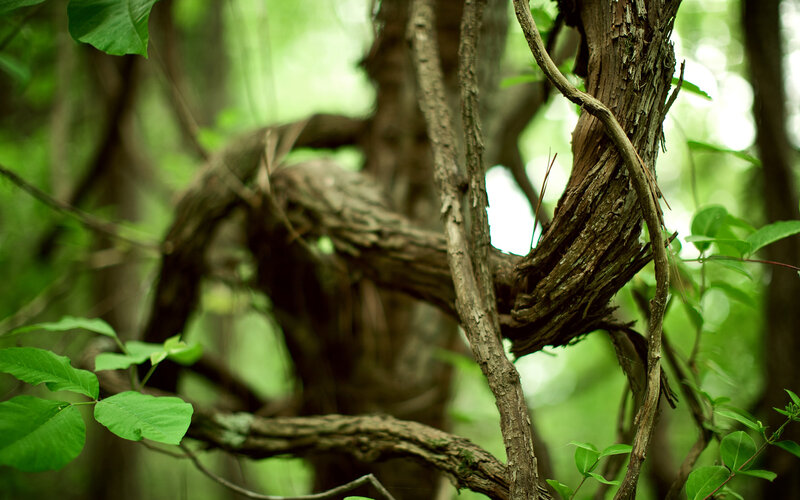 Twisted Tree Branches — Green, Natural, Photograph