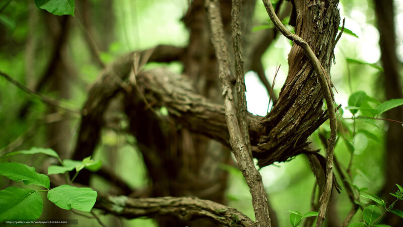 Twisted Tree Branches — Green, Natural, Photograph, Vines
