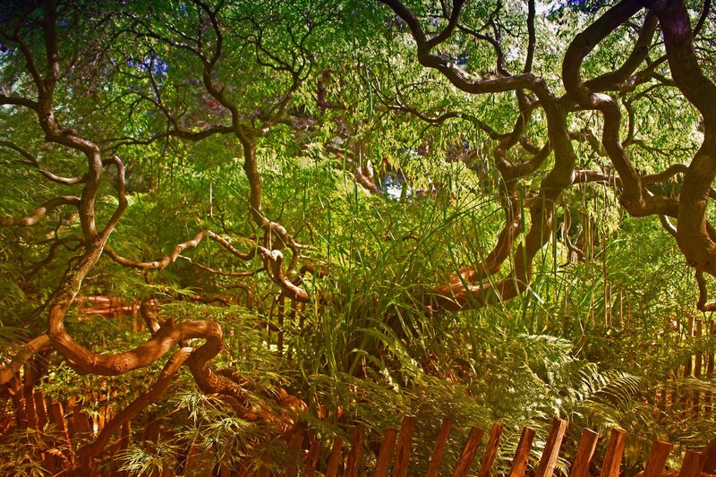Twisted Tree Branches — Green, Serene, Afternoon
