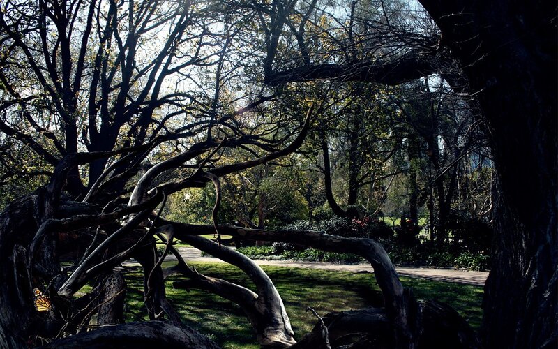 Twisted tree branches in a park
